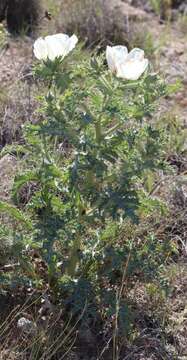 Image of hedgehog pricklypoppy