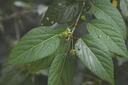 Imagem de Acalypha leptopoda Müll. Arg.