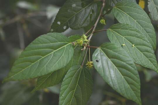 Acalypha leptopoda Müll. Arg. resmi