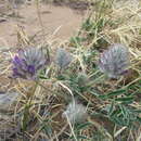 Image of Astragalus laguroides Pall.