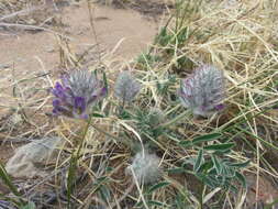 Plancia ëd Astragalus laguroides Pall.