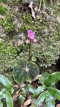 Image of Begonia fimbristipula Hance