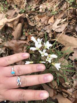 Sivun Cardamine dissecta (Leavenw.) Al-Shehbaz kuva