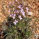 Image of Stylidium longibracteatum Carlq.