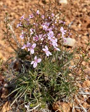 Image of Stylidium longibracteatum Carlq.