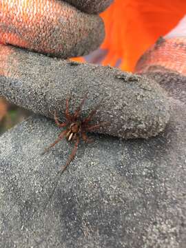 Image of Anoteropsis westlandica Vink 2002