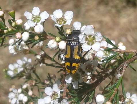 Castiarina anchoralis (Gory & Laporte 1838) resmi