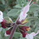 صورة Syncolostemon incanus (Codd) D. F. Otieno