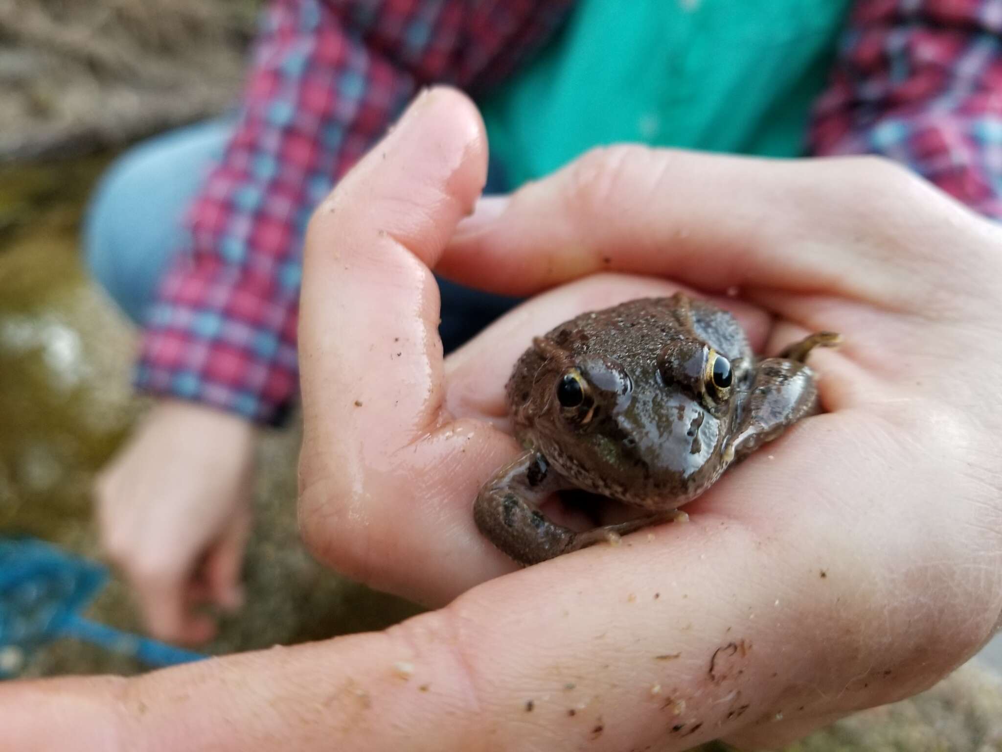 Image of Lowland Leopard Frog