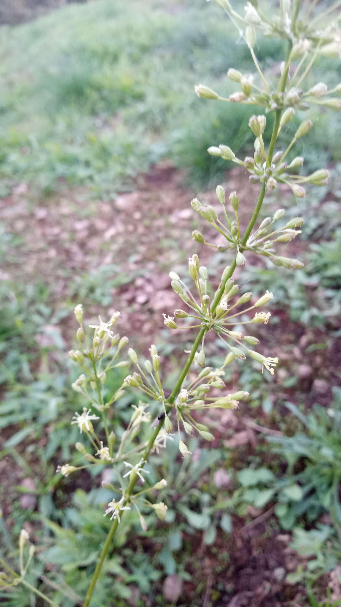 Silene otites (L.) Wibel resmi