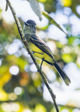 Image of Apical Flycatcher