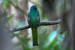 Imagem de Trogon ramonianus Deville & Des Murs 1849