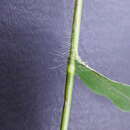Image of Cyrtococcum patens var. latifolium (Honda) Ohwi