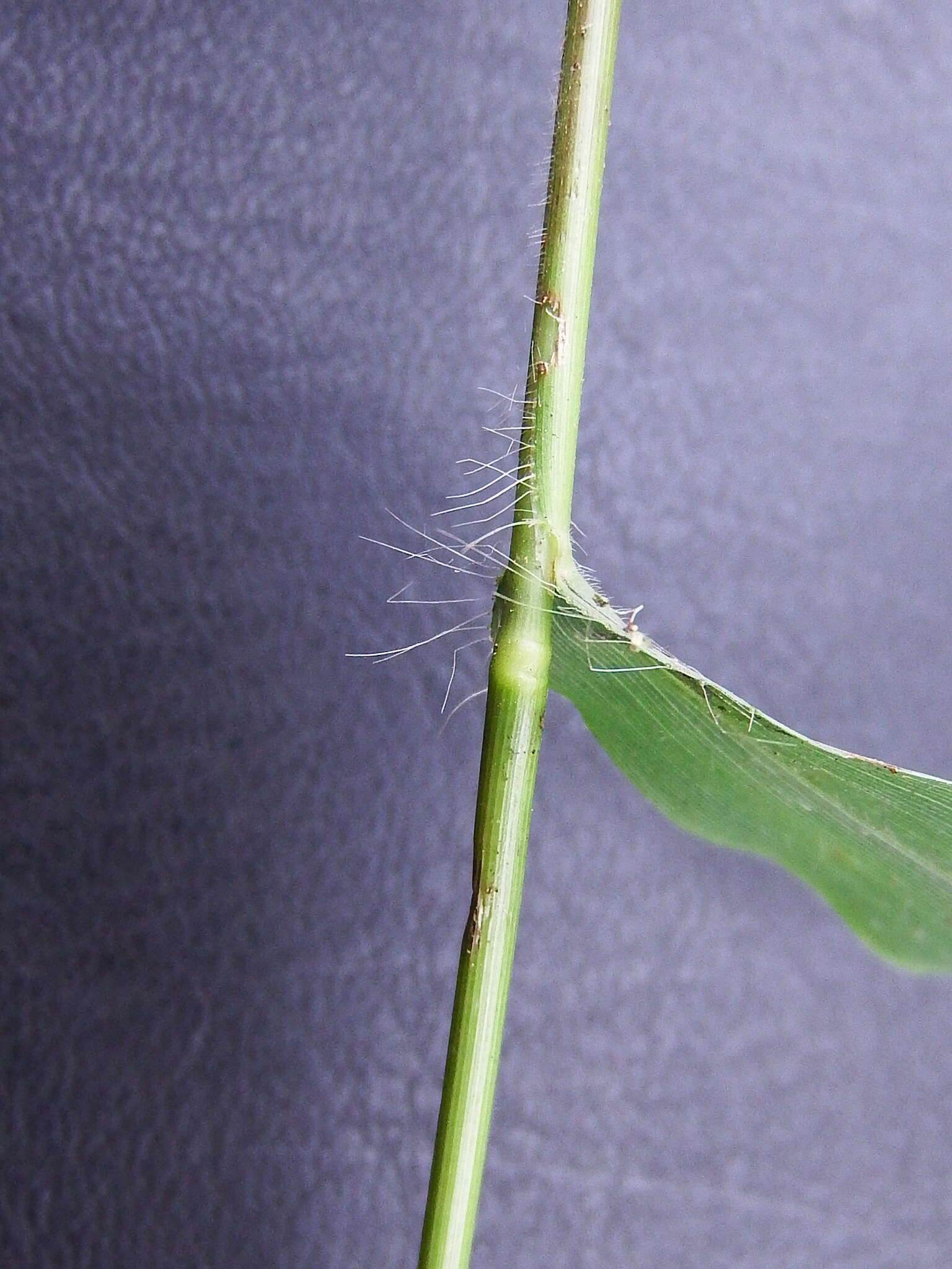 Plancia ëd Cyrtococcum patens var. latifolium (Honda) Ohwi