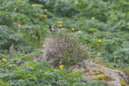 Image of Alaska longspur