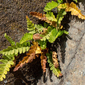 Polypodium amorphum Suksdorf的圖片