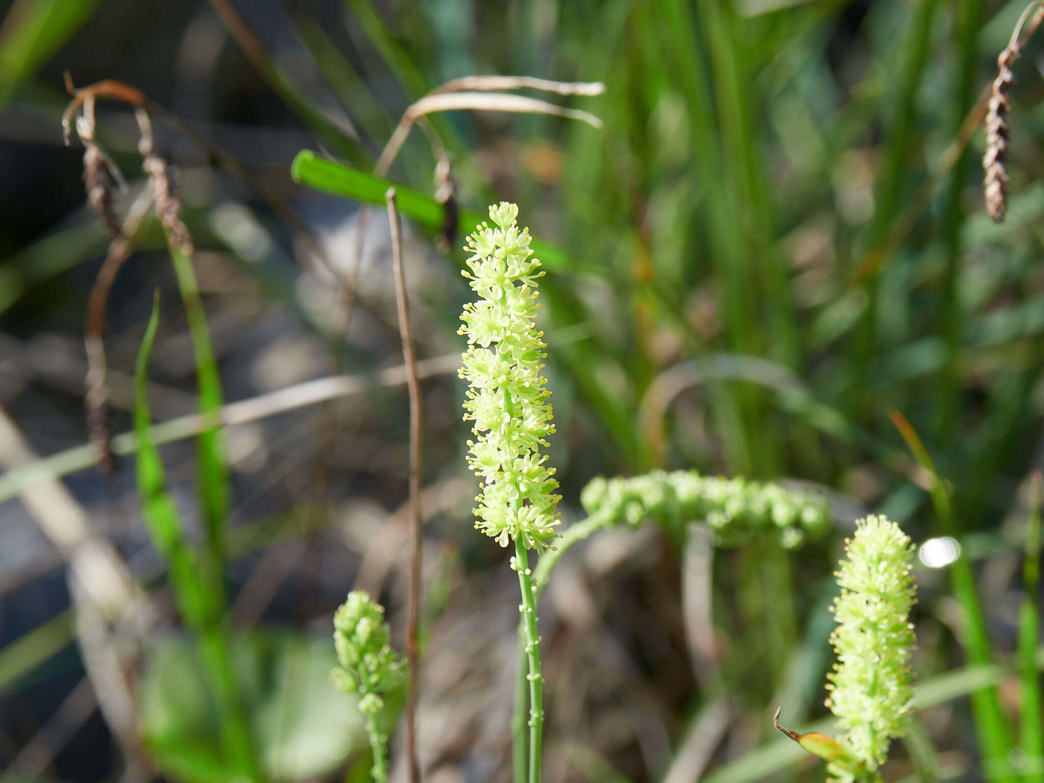 Plancia ëd Tofieldia calyculata (L.) Wahlenb.