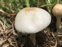 Image of Chlorophyllum hortense (Murrill) Vellinga 2002