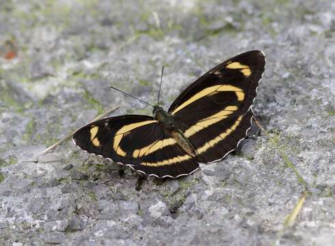 Слика од Phaedyma aspasia Leech 1890