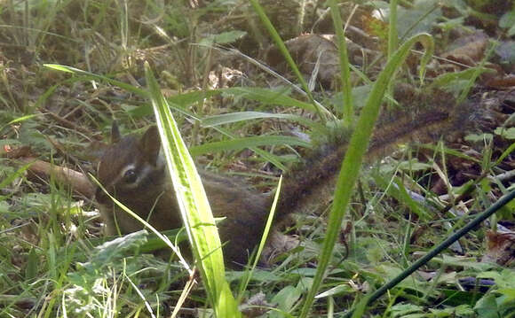 Image of Townsend’s Chipmunk