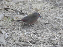 Image of African Firefinch