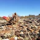 Image de Aloe claviflora Burch.