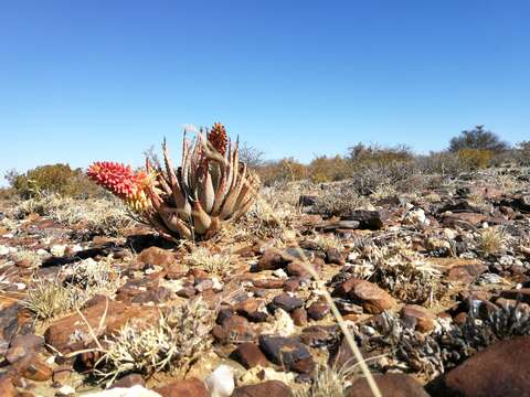 Image de Aloe claviflora Burch.