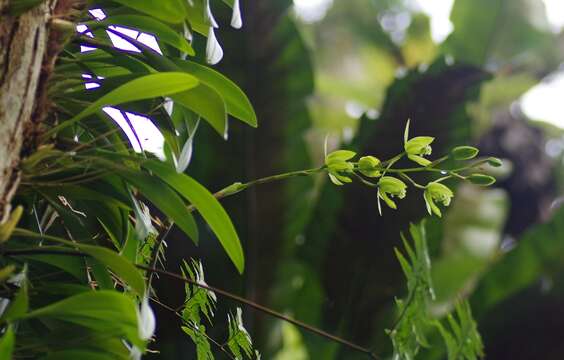 Image of Coelogyne mayeriana Rchb. fil.