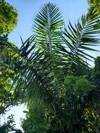 Image of Puerto Rico royal palm