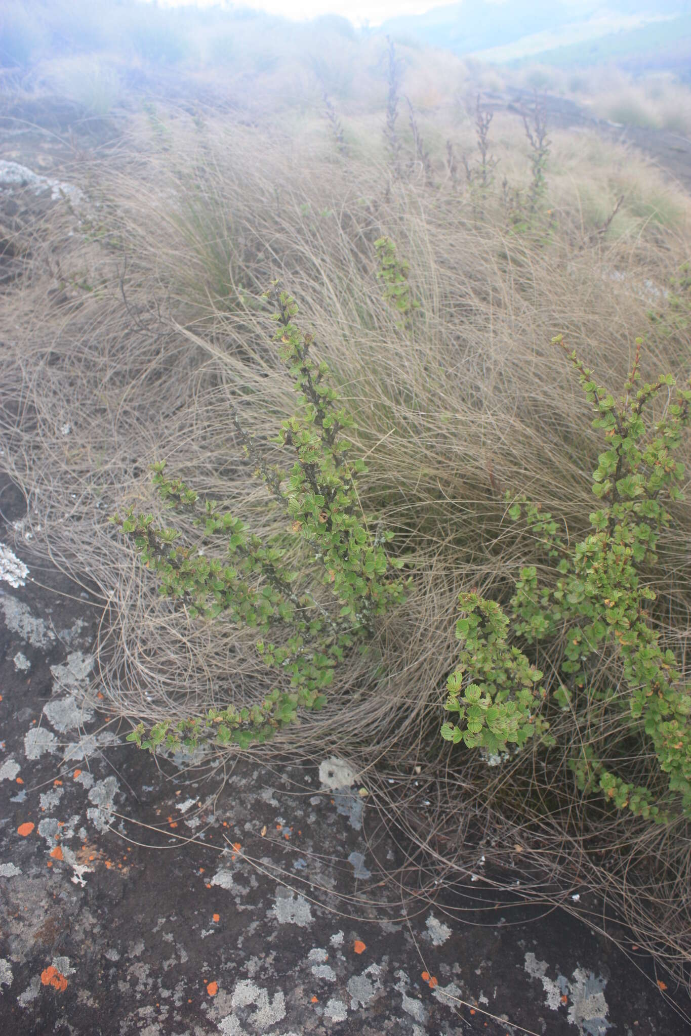 Image de Myrothamnus flabellifolius (Sond.) Welw.