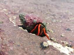 Image of California scarlet hermit crab