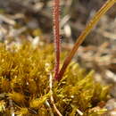 Image de Caladenia atradenia D. L. Jones, Molloy & M. A. Clem.