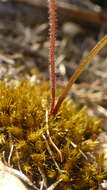 صورة Caladenia atradenia D. L. Jones, Molloy & M. A. Clem.