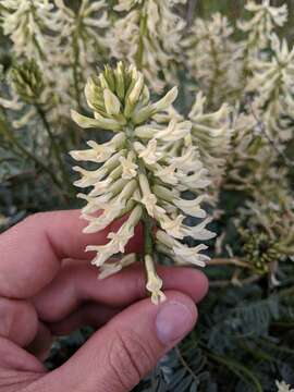 Image of Mt. Diablo milkvetch