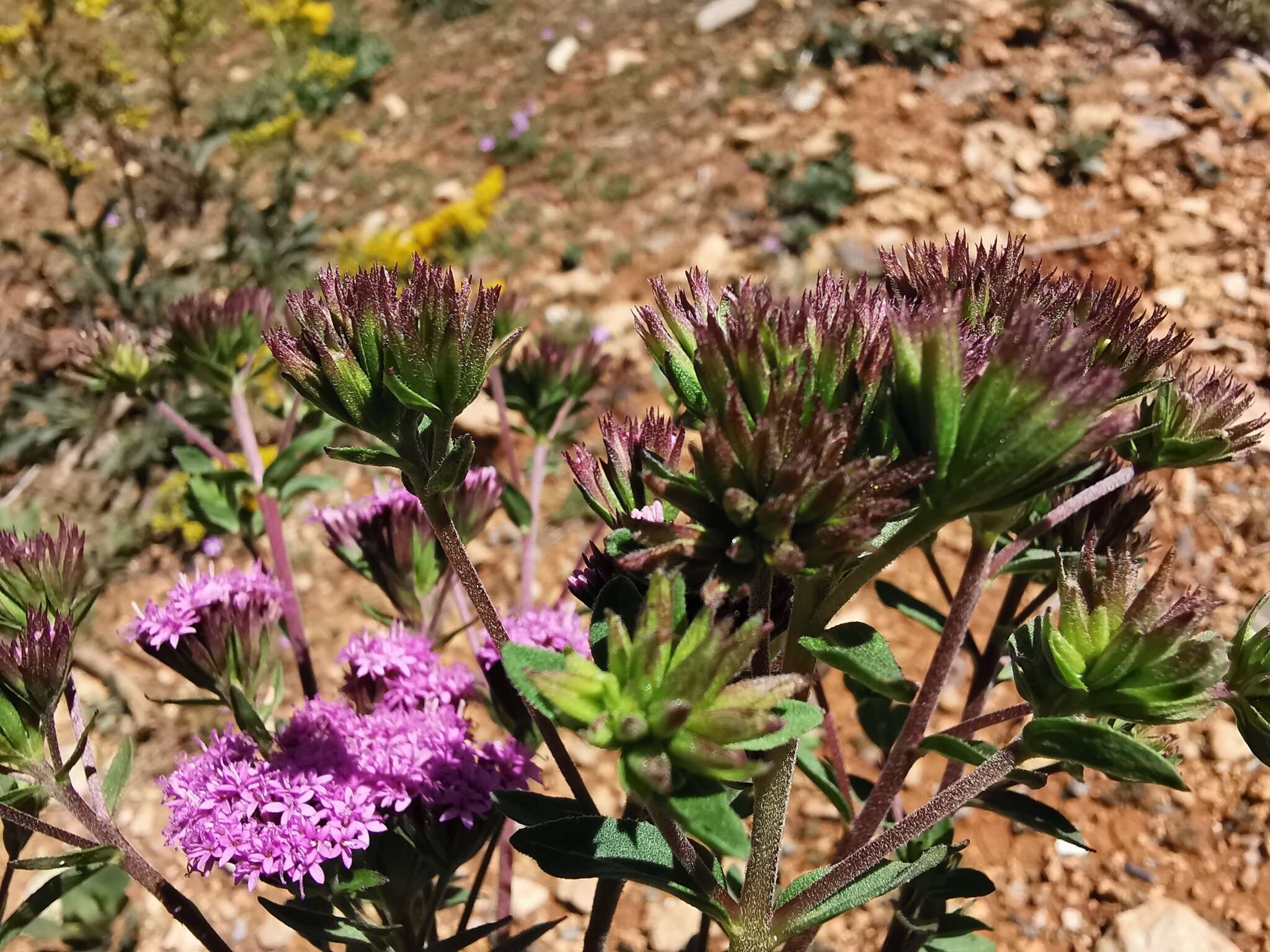 Image of Stevia hintoniorum B. L. Turner