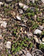 Image of Polytrichum moss