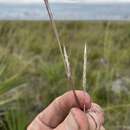 Imagem de Andropogon cumulicola