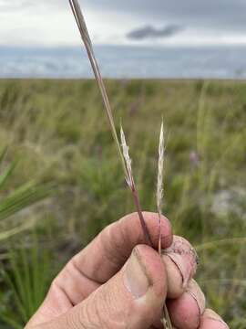 Image of Andropogon cumulicola