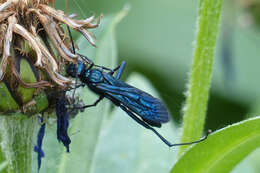 Image of Blue Mud Wasps