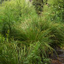 Image of Carex paniculata subsp. lusitanica (Willd.) Maire