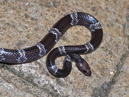 Image of Butler's Wolf Snake