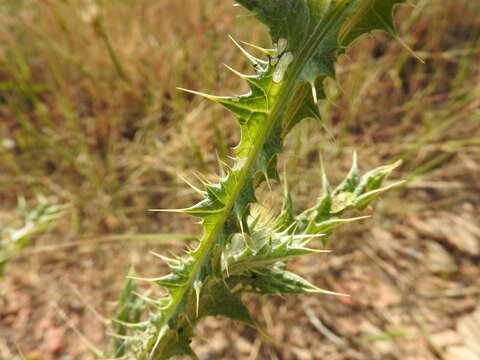 Imagem de Onopordum caulescens D' Urv.