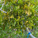 Image of mahogany mistletoe
