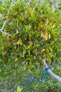 Image of mahogany mistletoe