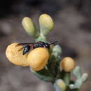 Image de Leptochilus cruentatus (Brullé 1840)