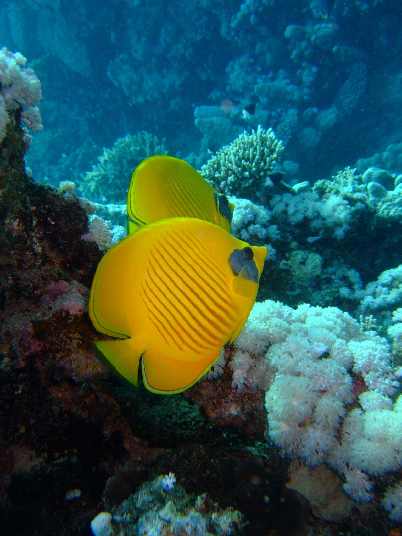 Image of Addis Butterflyfish