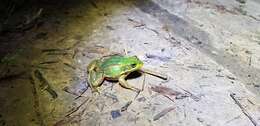 Image of Beijing Gold-striped Pond Frog