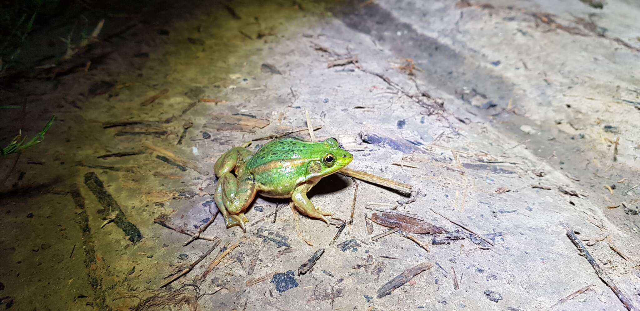 Image of Beijing Gold-striped Pond Frog