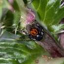 Image of Phidippus princeps pulcherrimus Keyserling 1885