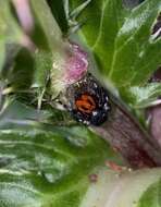 Image of Phidippus princeps pulcherrimus Keyserling 1885